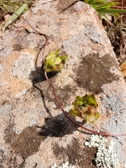Cymbalaria muralis