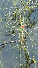 Crocothemis servilia