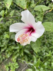 Hibiscus arnottianus