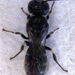 Rough-thorax Masked Bee - Photo (c) Stephen Thorpe, some rights reserved (CC BY-NC), uploaded by Stephen Thorpe
