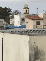 Pitangus sulphuratus