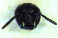 Hylaeus asperithorax