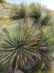 Dasylirion parryanum