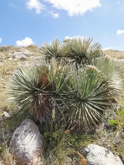 Dasylirion parryanum