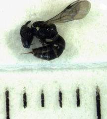 Hylaeus asperithorax