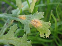 Puccinia lagenophorae