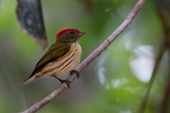 Machaeropterus regulus