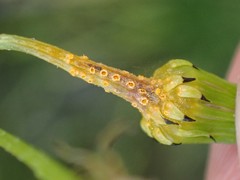 Puccinia lagenophorae