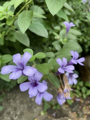 Dyschoriste thunbergiiflora