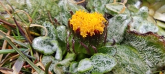 Senecio expansus