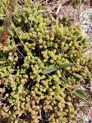 Sedum moranense