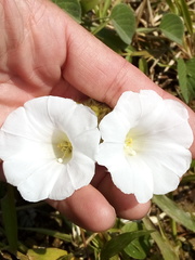 Odonellia hirtiflora