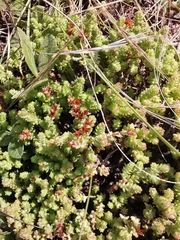 Sedum moranense