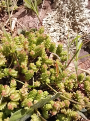 Sedum moranense