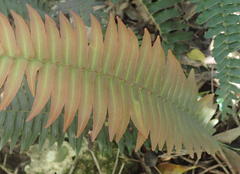 Blechnum attenuatum