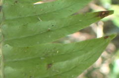 Blechnum attenuatum