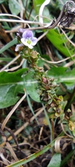 Veronica serpyllifolia