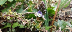 Veronica serpyllifolia