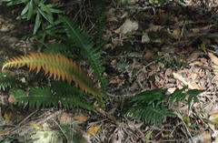 Blechnum attenuatum