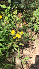 Pentanema britannica