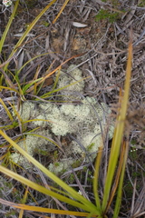 Cladonia pycnoclada