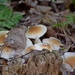 Cyclocybe - Photo (c) Kostas Zontanos, some rights reserved (CC BY-NC), uploaded by Kostas Zontanos