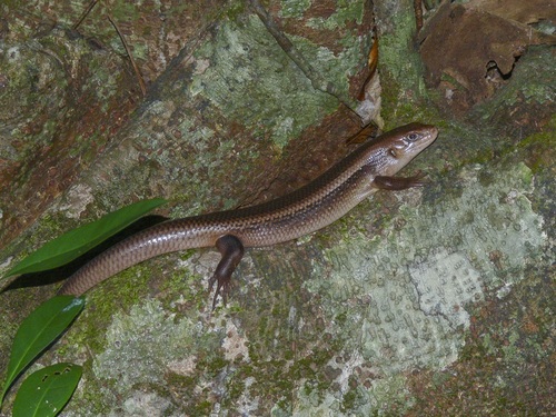 Major Skink, Bellatorias frerei