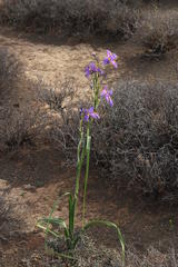Moraea polystachya