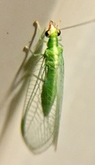 Chrysoperla comanche