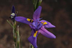 Moraea polystachya
