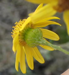 Senecio ilicifolius