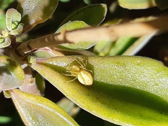 Araneae
