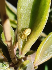 Araneae