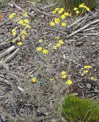 Senecio ilicifolius