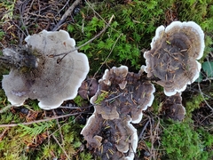 Hydnellum suaveolens