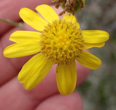 Senecio ilicifolius