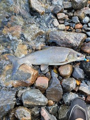 Coregonus clupeaformis