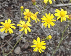 Senecio ilicifolius