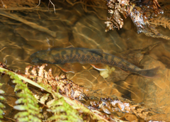 Salvelinus malma