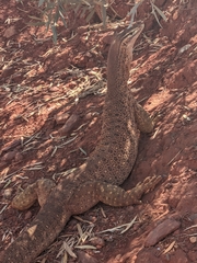 Varanus panoptes rubidus