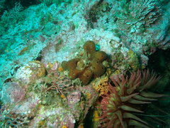 Amphimedon trindanea