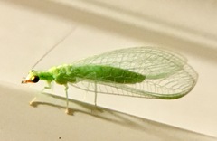 Chrysoperla comanche