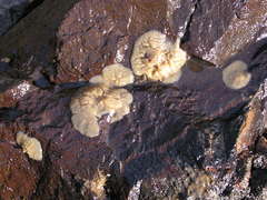 Heterorotula multidentata