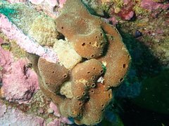 Amphimedon trindanea