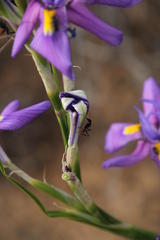Moraea polystachya