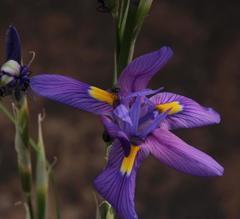 Moraea polystachya
