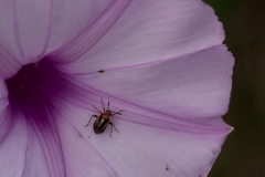 Horciasinus signoreti