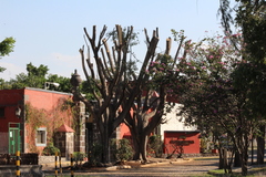 Ficus retusa