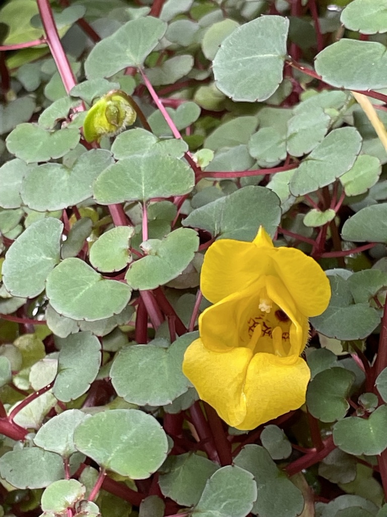 Ceylon Balsam