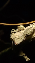Araneinae
